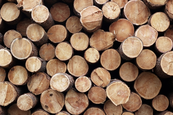 進(jìn)口木材報關(guān)